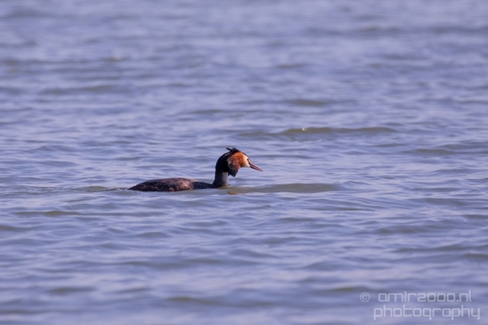 Great_Crested_Grebe_nature_Landscape_Photography_024_Canon_EOS_5D_Mark_IV.JPG