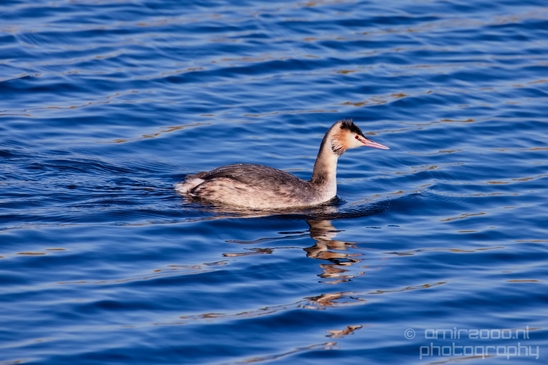 Great_Crested_Grebe_nature_Landscape_Photography_025_Canon_EOS_5D_Mark_IV.JPG