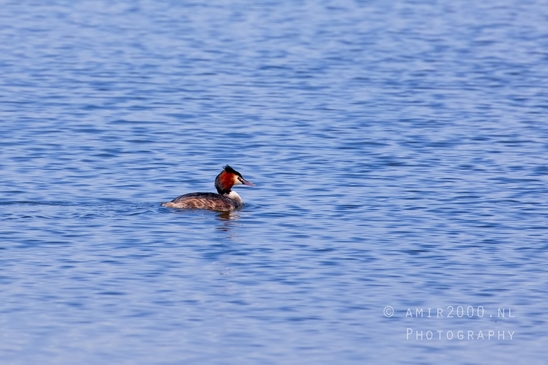Great_Crested_Grebe_nature_Landscape_Photography_027_Canon_EOS_5D_Mark_IV.JPG