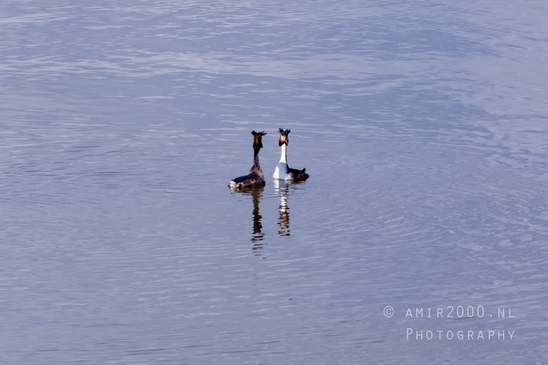 Great_Crested_Grebe_nature_Landscape_Photography_028_Canon_EOS_5D_Mark_IV.JPG