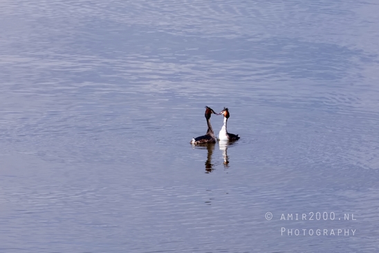 Great_Crested_Grebe_nature_Landscape_Photography_029_Canon_EOS_5D_Mark_IV.JPG