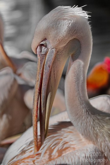 Great_White_Pelican_Safari_Israel_Landscape_Photography_001_Canon_EOS_7D.JPG