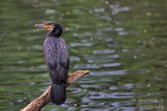 Great_cormorant_Artis_nature_Landscape_Photography_001_Canon_EOS_5D_Mark_IV.JPG
