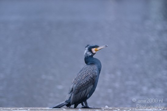 Great_cormorant_nature_Nederland_Landscape_Photography_001_Canon_EOS_7D.JPG