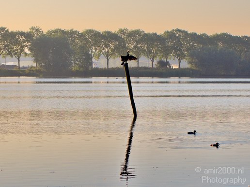 Great_cormorant_nature_Nederland_Landscape_Photography_002_Canon_EOS_5D_Mark_IV.JPG