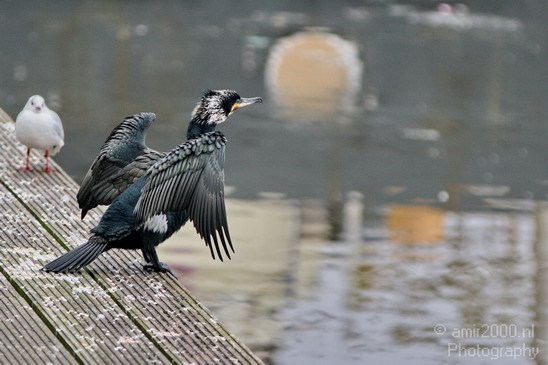 Great_cormorant_nature_Nederland_Landscape_Photography_002_Canon_EOS_7D.JPG