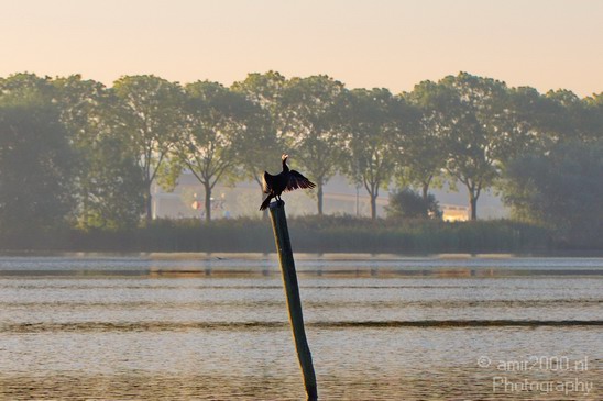 Great_cormorant_nature_Nederland_Landscape_Photography_003_Canon_EOS_5D_Mark_IV.JPG