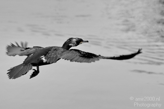 Great_cormorant_nature_Nederland_Landscape_Photography_004_Canon_EOS_7D.JPG