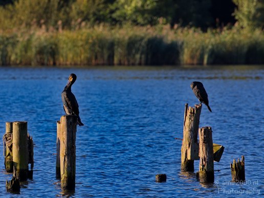Great_cormorant_nature_Nederland_Landscape_Photography_006_Canon_EOS_5D_Mark_IV.JPG