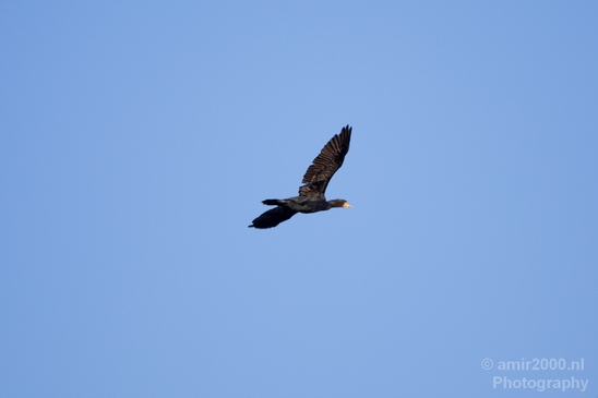 Great_cormorant_nature_Nederland_Landscape_Photography_017_Canon_EOS_5D_Mark_IV.JPG