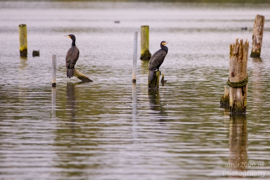 Great_cormorant_nature_Nederland_Landscape_Photography_018_Canon_EOS_5D_Mark_IV.JPG