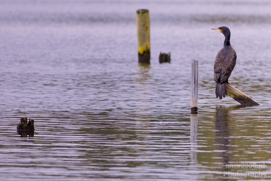 Great_cormorant_nature_Nederland_Landscape_Photography_019_Canon_EOS_5D_Mark_IV.JPG