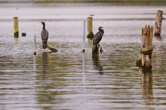 Great_cormorant_nature_Nederland_Landscape_Photography_021_Canon_EOS_5D_Mark_IV.JPG