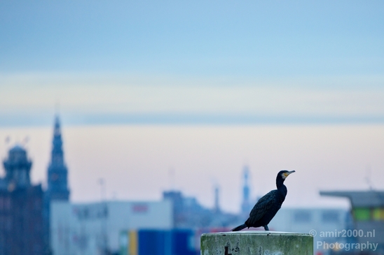 Great_cormorant_nature_Nederland_Landscape_Photography_022_Canon_EOS_5D_Mark_IV.JPG