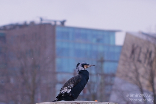Great_cormorant_nature_Nederland_Landscape_Photography_025_Canon_EOS_5D_Mark_IV.JPG