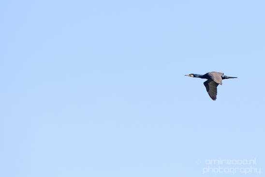 Great_cormorant_nature_Nederland_Landscape_Photography_026_Canon_EOS_5D_Mark_IV.JPG