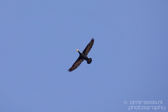 Great_cormorant_nature_Nederland_Landscape_Photography_027_Canon_EOS_5D_Mark_IV.JPG