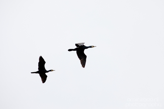 Great_cormorant_nature_Nederland_Landscape_Photography_033_Canon_EOS_5D_Mark_IV.JPG