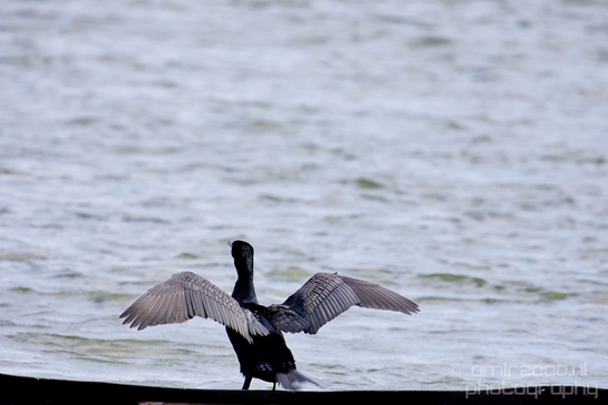 Great_cormorant_nature_Nederland_Landscape_Photography_035_Canon_EOS_5D_Mark_IV.JPG