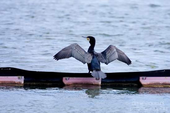 Great_cormorant_nature_Nederland_Landscape_Photography_036_Canon_EOS_5D_Mark_IV.JPG