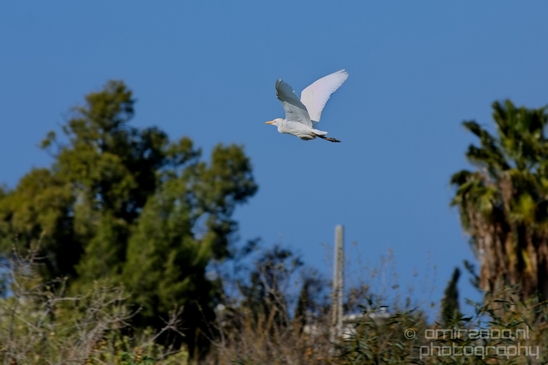 Great_egret_birds_Ariel_Sharon_Park_nature_Tel_Israel_Photography_001_Canon_EOS_5D_Mark_IV.JPG