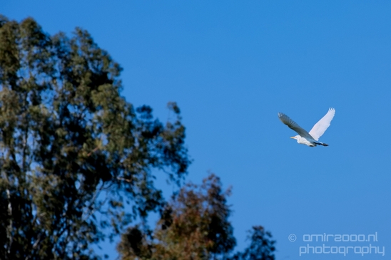 Great_egret_birds_Ariel_Sharon_Park_nature_Tel_Israel_Photography_002_Canon_EOS_5D_Mark_IV.JPG