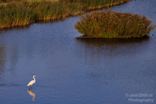 Great_egret_nature_Landscape_Photography_001_Canon_EOS_5D_Mark_IV.JPG