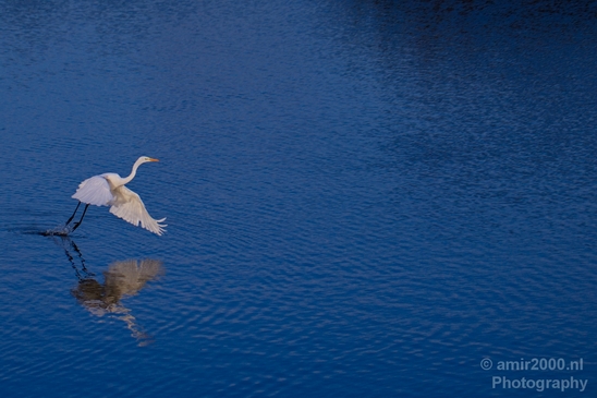 Great_egret_nature_Landscape_Photography_002_Canon_EOS_5D_Mark_IV.JPG