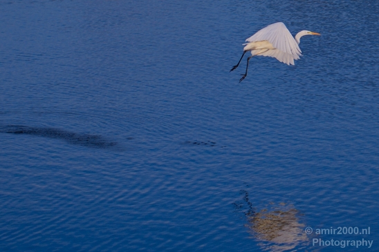 Great_egret_nature_Landscape_Photography_003_Canon_EOS_5D_Mark_IV.JPG