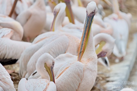 Great_white_pelican_Artis_nature_Landscape_Photography_001_Canon_EOS_5D_Mark_IV.JPG