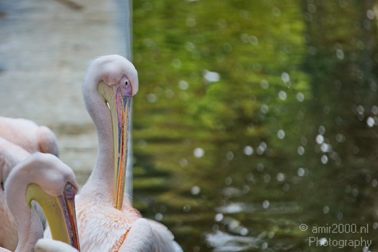 Great_white_pelican_Artis_nature_Landscape_Photography_002_Canon_EOS_5D_Mark_IV.JPG