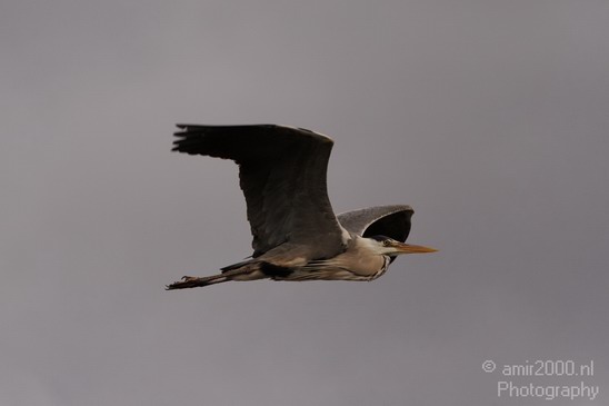 Grey_Heron_Nature_Landscape_Photography_001_Canon_EOS_7D.JPG