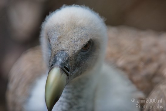 Griffon_vulture_Artis_nature_Landscape_Photography_001_Canon_EOS_5D_Mark_IV.JPG