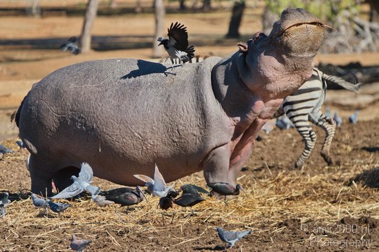 Hippopotamus_Safari_Israel_Landscape_Photography_001_Canon_EOS_7D.JPG