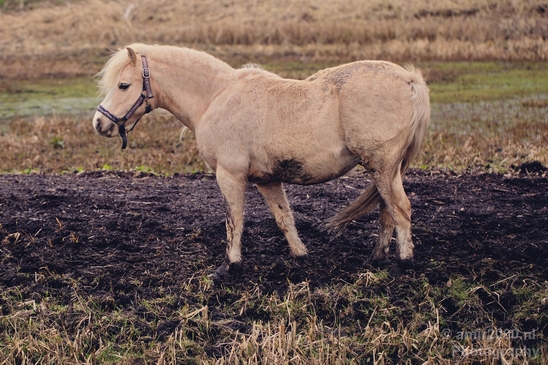 Horse_nature_Landscape_Photography_008_Canon_EOS_5D_Mark_IV.JPG