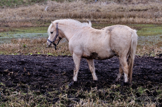 Horse_nature_Landscape_Photography_009_Canon_EOS_5D_Mark_IV.JPG