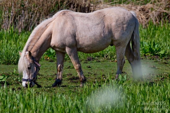 Horse_nature_Landscape_Photography_012_Canon_EOS_5D_Mark_IV.JPG