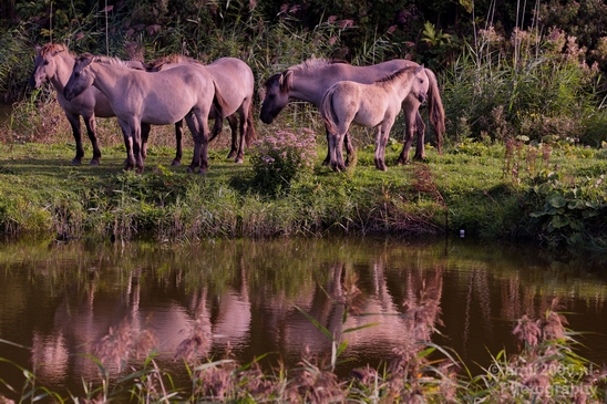 Horse_nature_Landscape_Photography_017_Canon_EOS_5D_Mark_IV.JPG