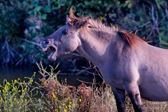 Horse_nature_Landscape_Photography_018_Canon_EOS_5D_Mark_IV.JPG