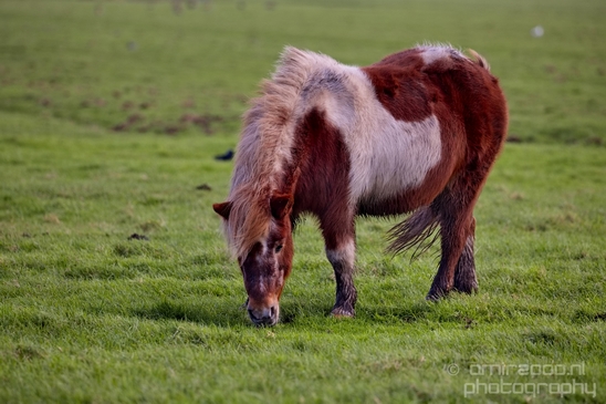 Horse_nature_Landscape_Photography_023_Canon_EOS_5D_Mark_IV.JPG