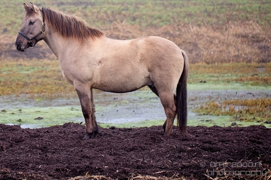 Horse_nature_Landscape_Photography_028_Canon_EOS_5D_Mark_IV.JPG