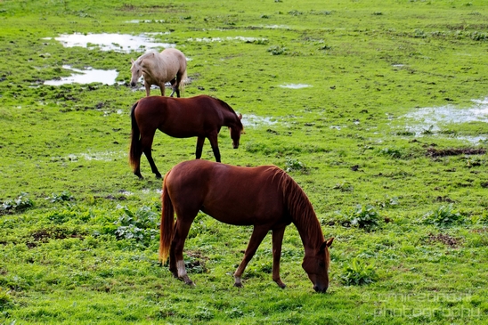 Horse_nature_Landscape_Photography_029_Canon_EOS_5D_Mark_IV.JPG