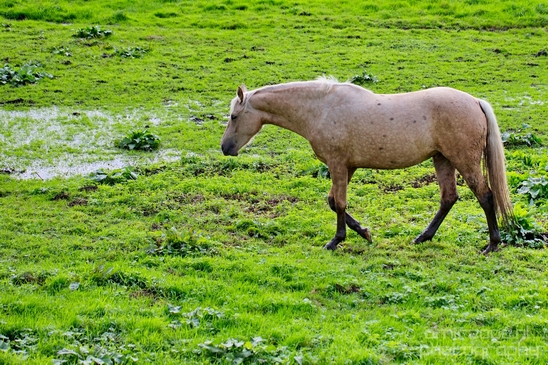 Horse_nature_Landscape_Photography_030_Canon_EOS_5D_Mark_IV.JPG