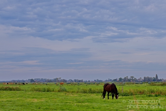 Horse_nature_Landscape_Photography_031_Canon_EOS_5D_Mark_IV.JPG