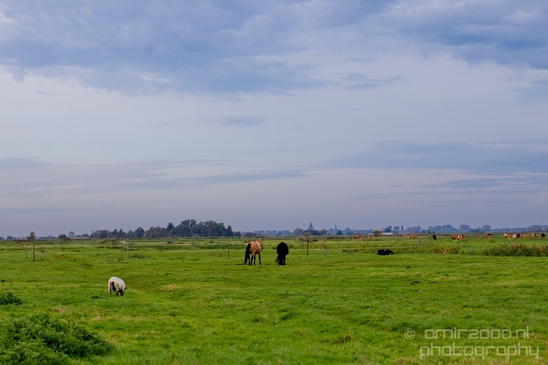 Horse_nature_Landscape_Photography_032_Canon_EOS_5D_Mark_IV.JPG