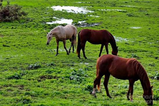 Horse_nature_Photography_Landscape_001_Canon_EOS_5D_Mark_IV.JPG