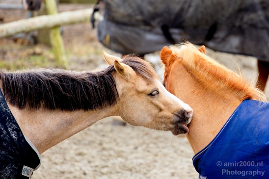 Horse_showing_affection_nature_Landscape_Photography_001_Canon_EOS_5D_Mark_IV.JPG