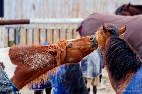 Horse_showing_affection_nature_Landscape_Photography_002_Canon_EOS_5D_Mark_IV.JPG