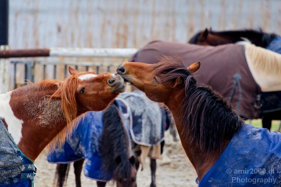 Horse_showing_affection_nature_Landscape_Photography_003_Canon_EOS_5D_Mark_IV.JPG