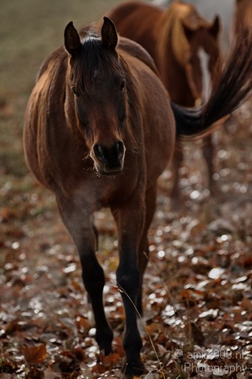 Horses_Nature_Landscape_Photography_008_Canon_EOS_7D.JPG